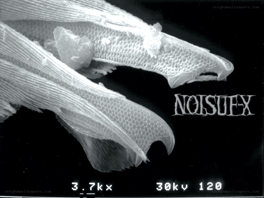 Microscopic view of insect wings