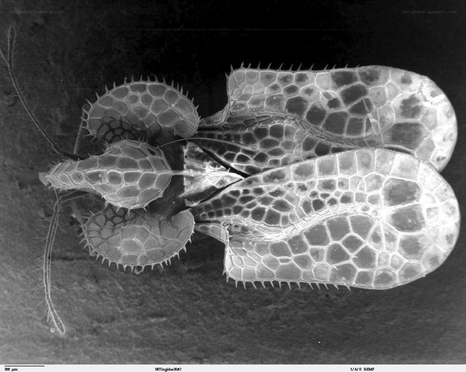 Microscopic view of insect wings