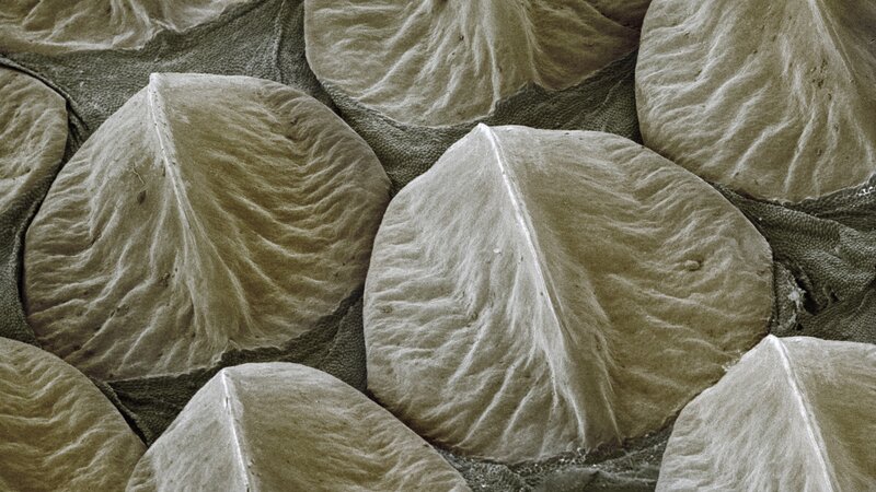 microscopic view of leaf cells