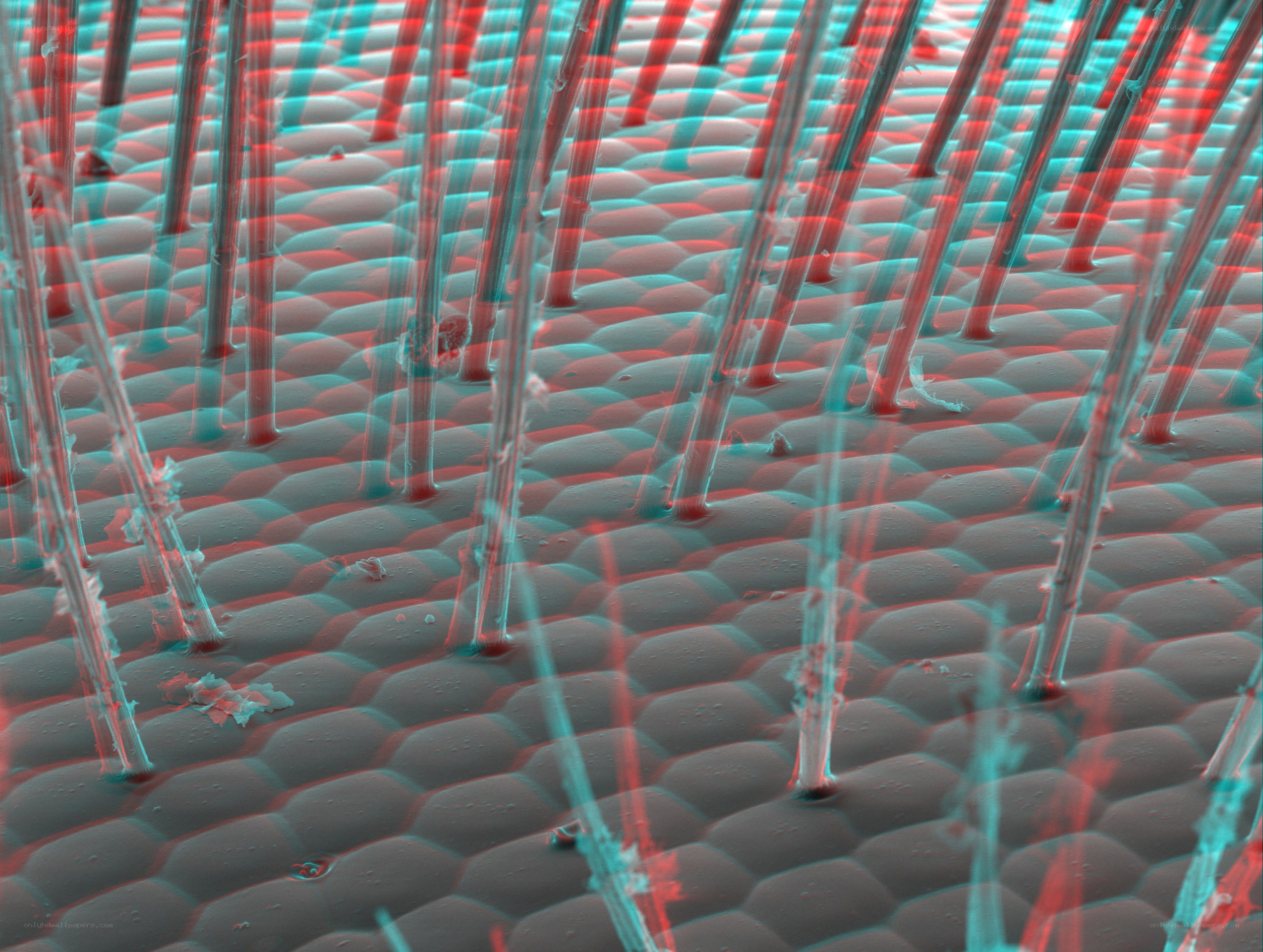 Microscopic view of nanowires
