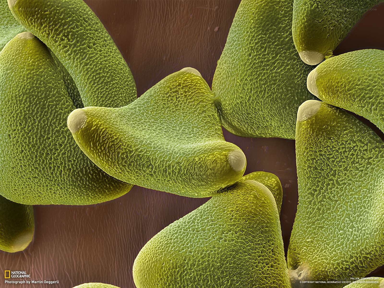 Microscopic view of pollen grains