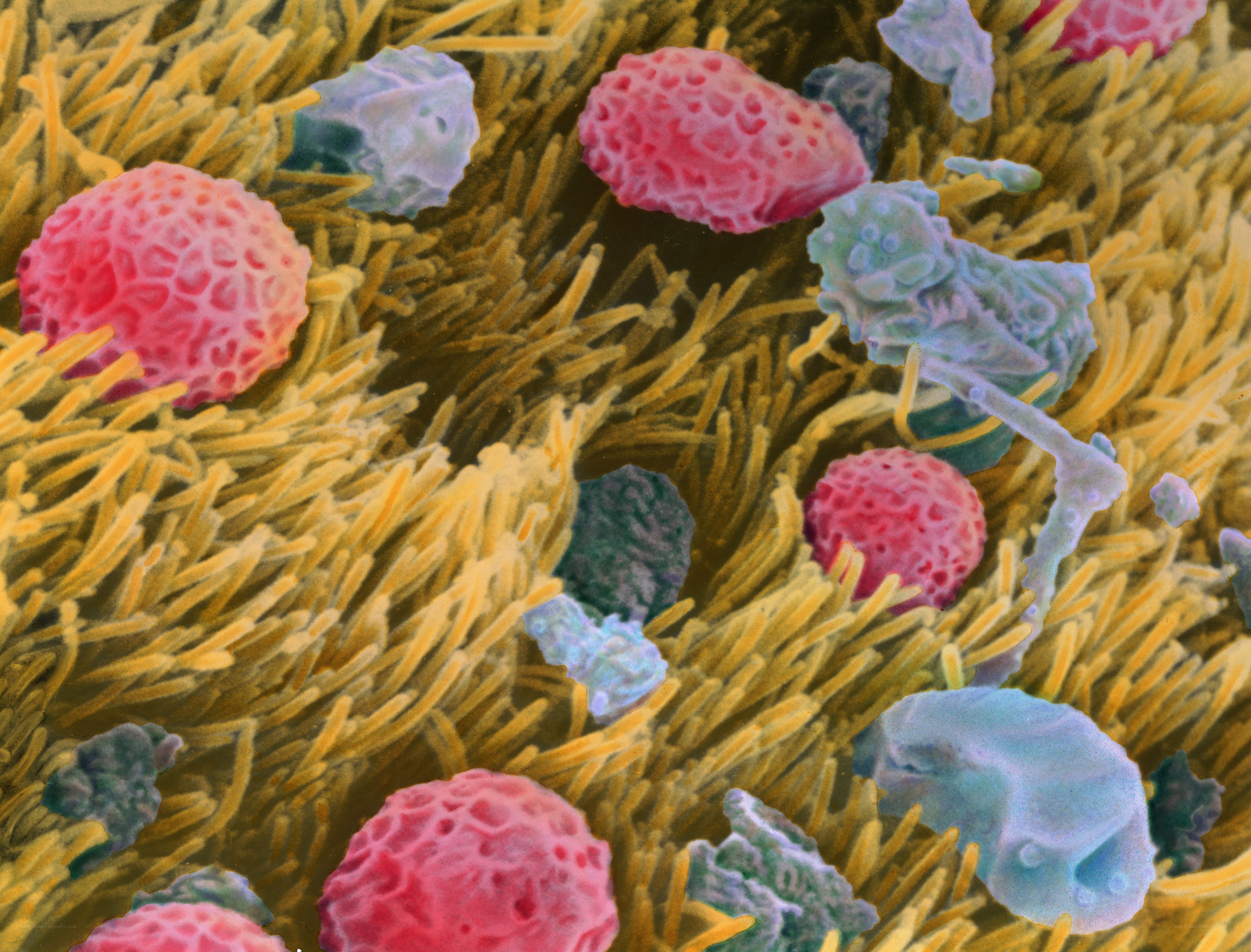 Microscopic view of pollen grains