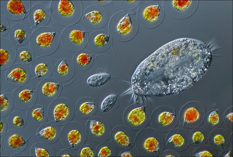 Microscopic view of single-celled organisms