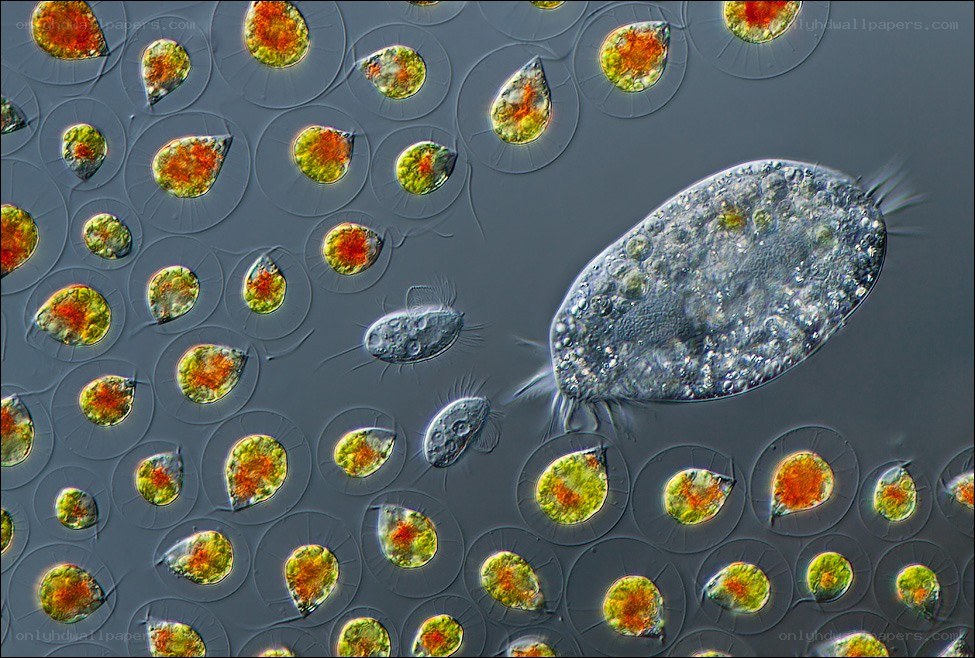 Microscopic view of single-celled organisms