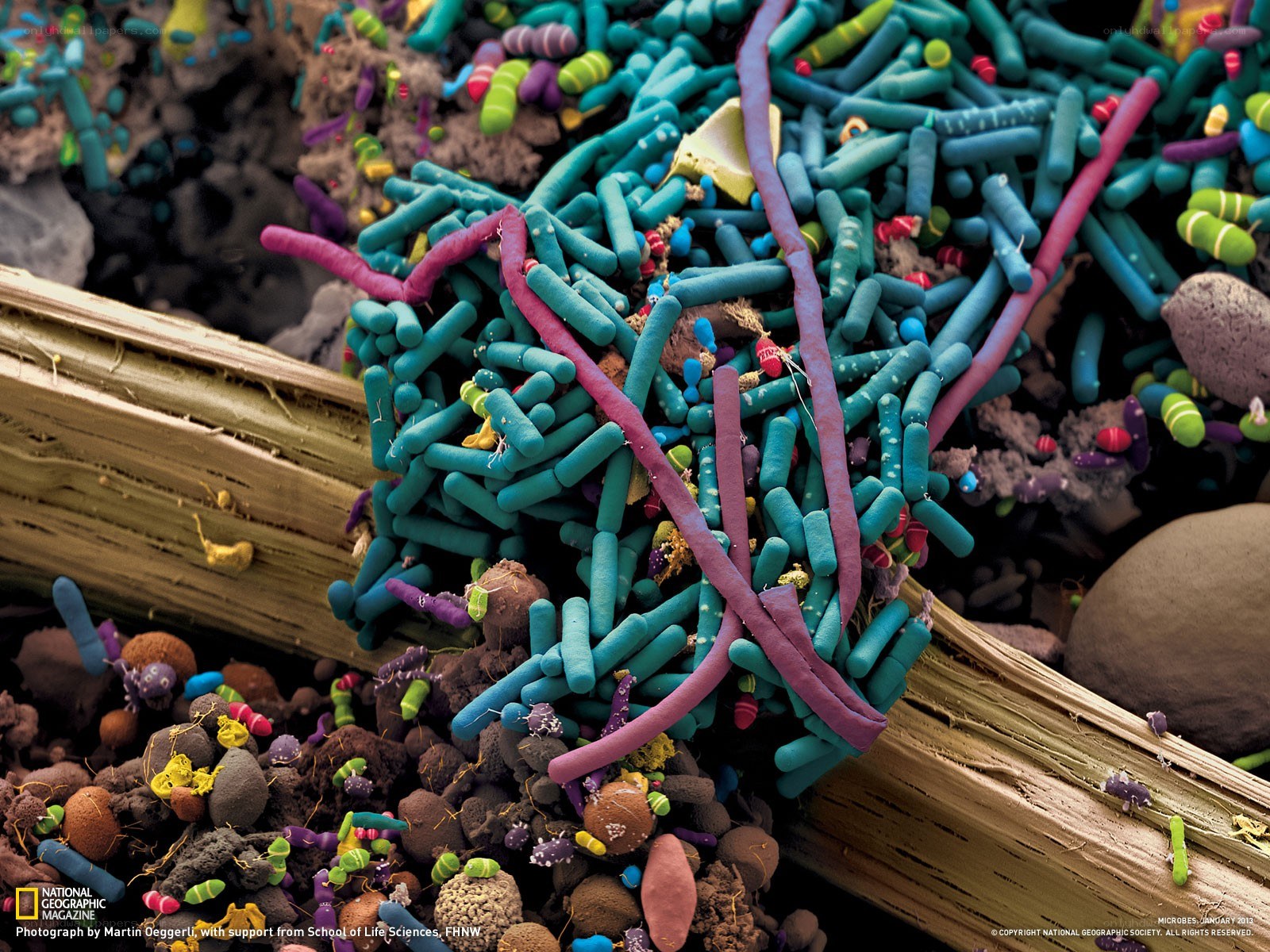 Microscopic view of soil microbes