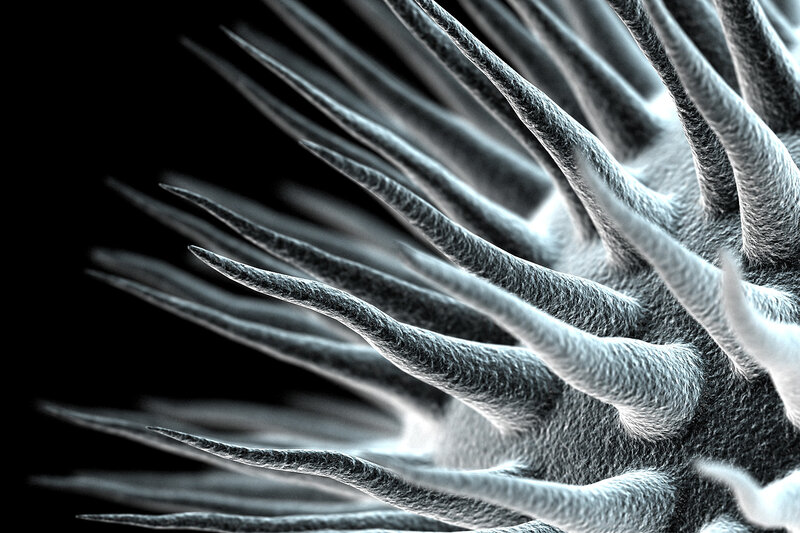 microscopic view of spiky structure
