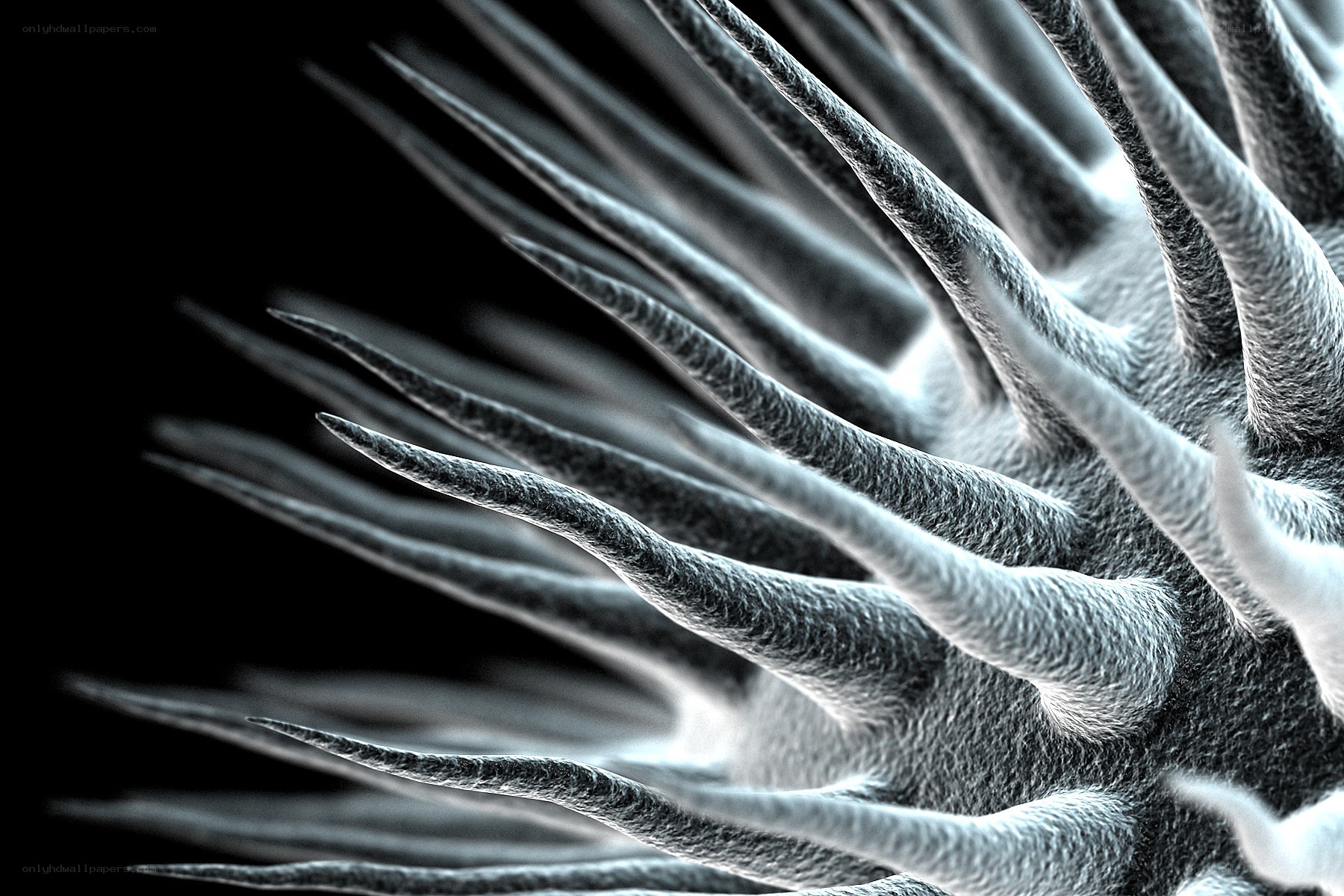microscopic view of spiky structure