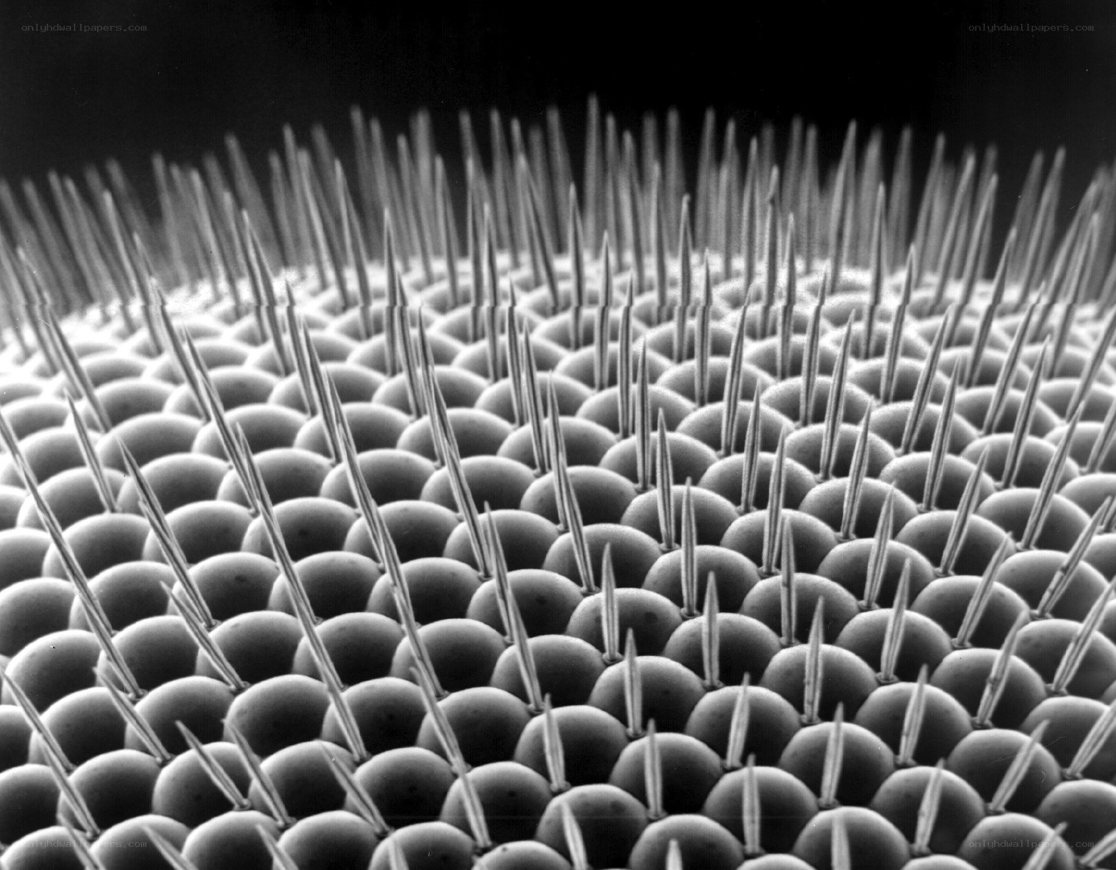 microscopic view of spiky surface