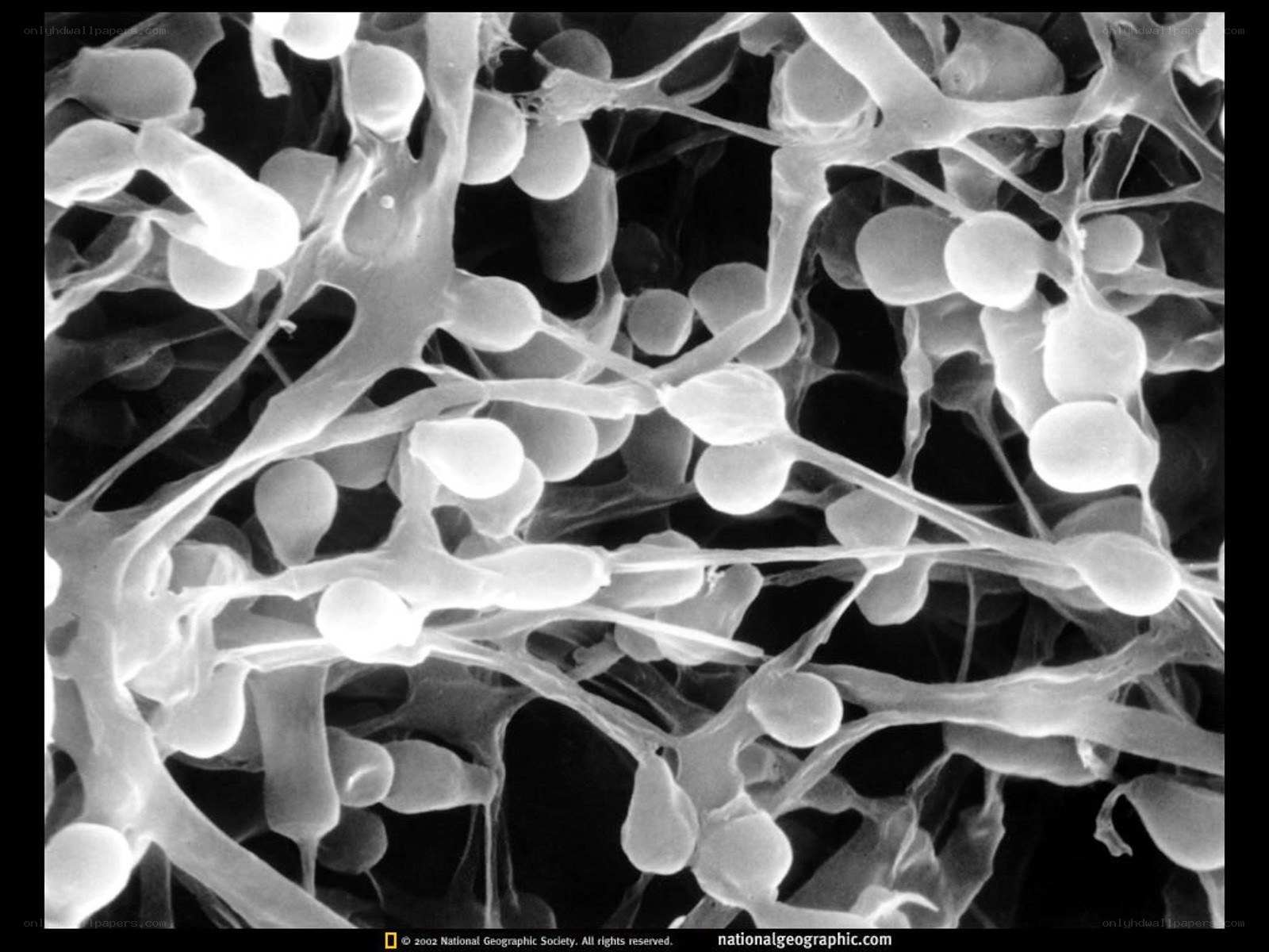 Microscopic view of yeast cells
