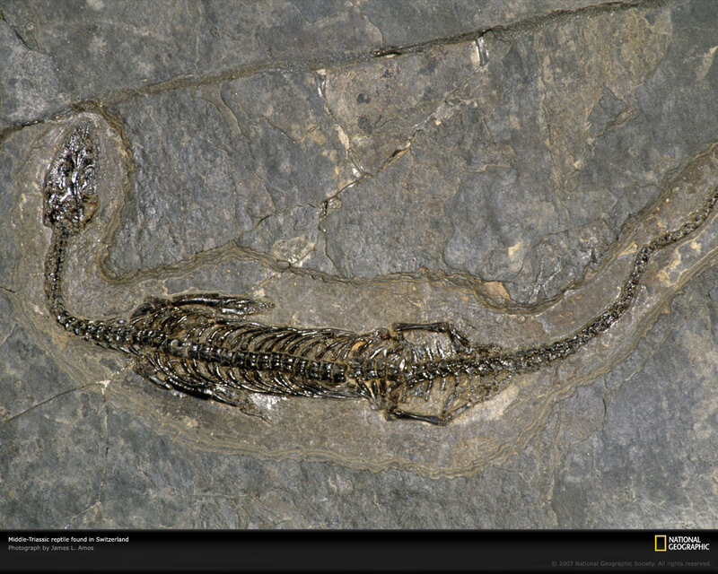 Middle Triassic reptile fossil