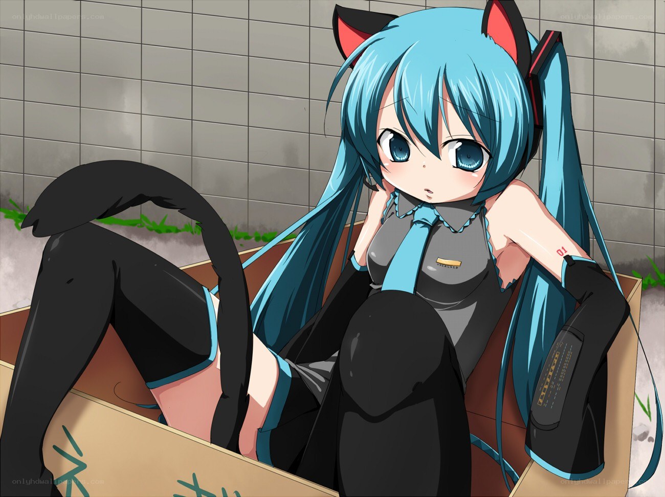 Miku in a cardboard box