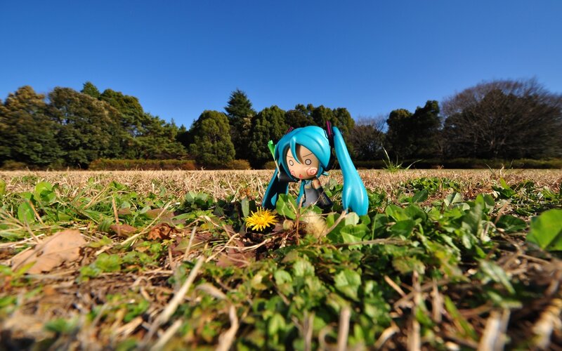 Miku in a field