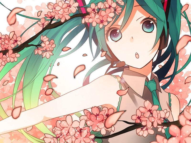Miku under cherry blossoms