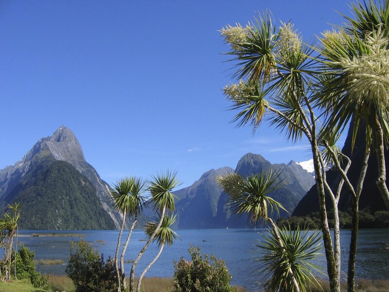 Milford Sound with palm trees