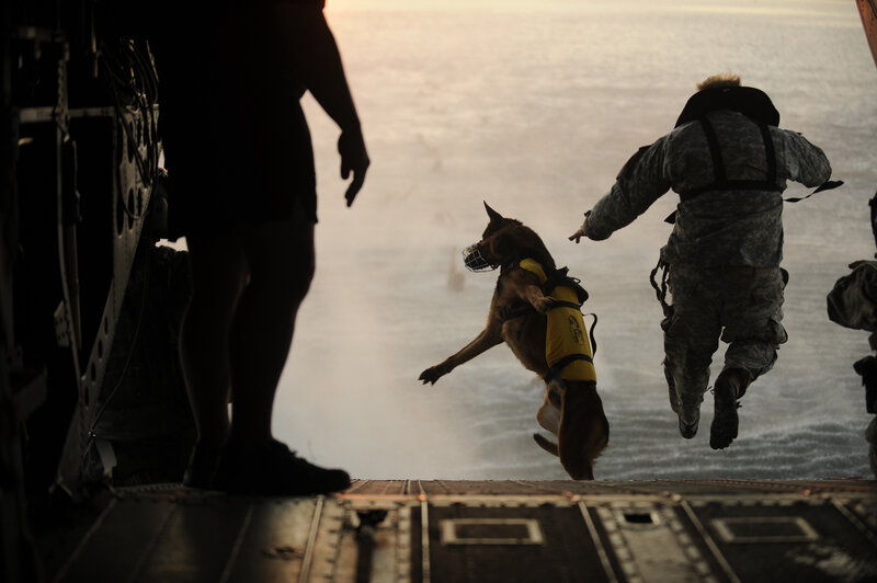 Military dog and soldier jumping from aircraft