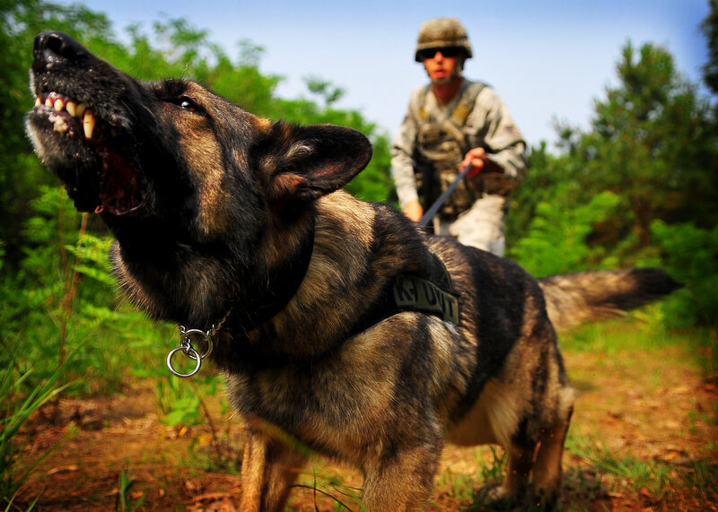 Military Dog Barking
