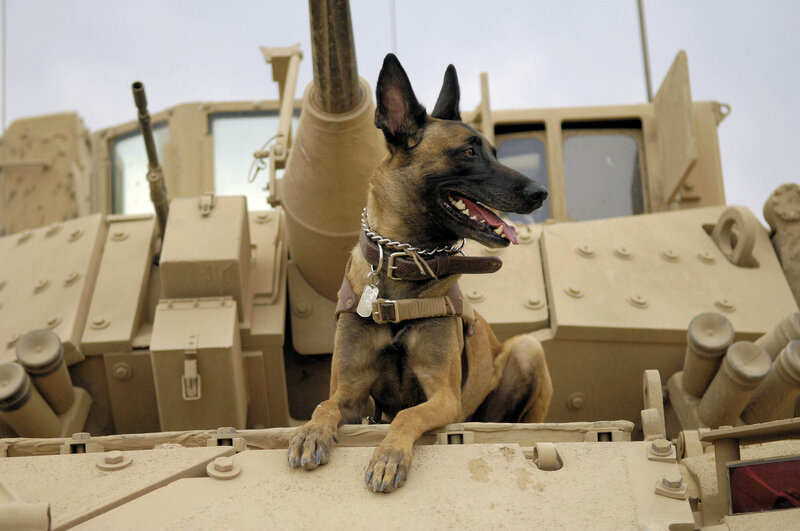 Military dog on armored vehicle