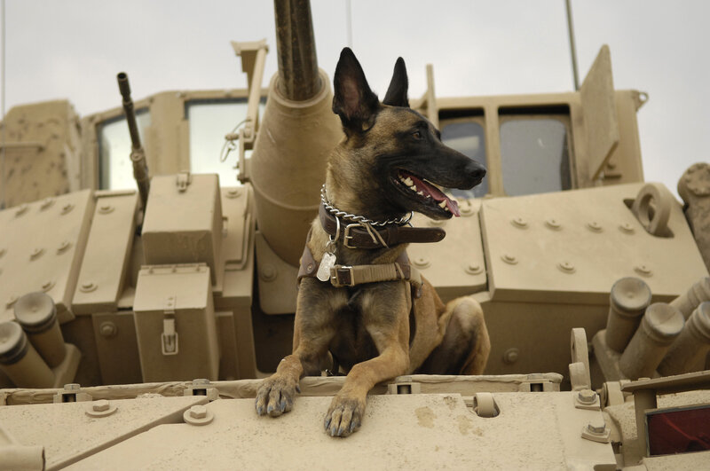 Military dog on armored vehicle