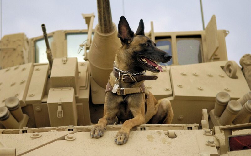 Military Dog on Tank — Tan