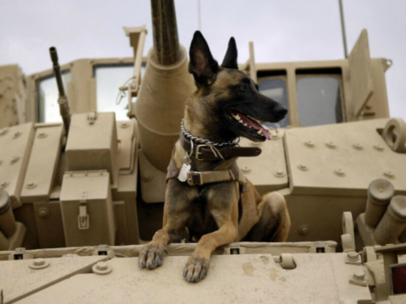 Military Dog on Tank