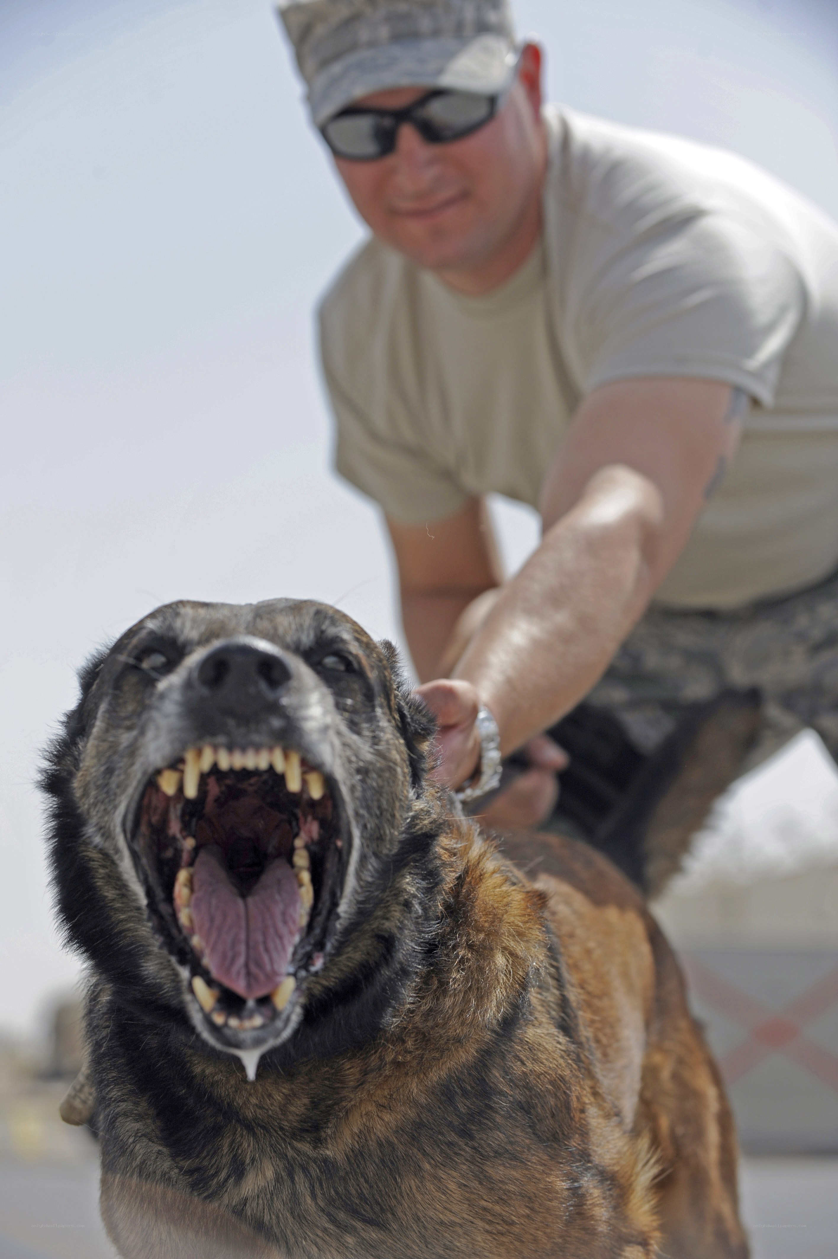 military dog training exercise
