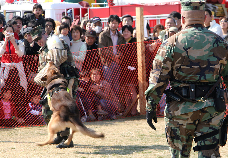 Military Dog Training