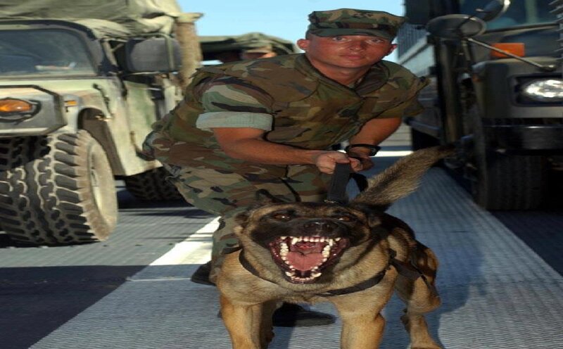 Military Dog with Handler — Green