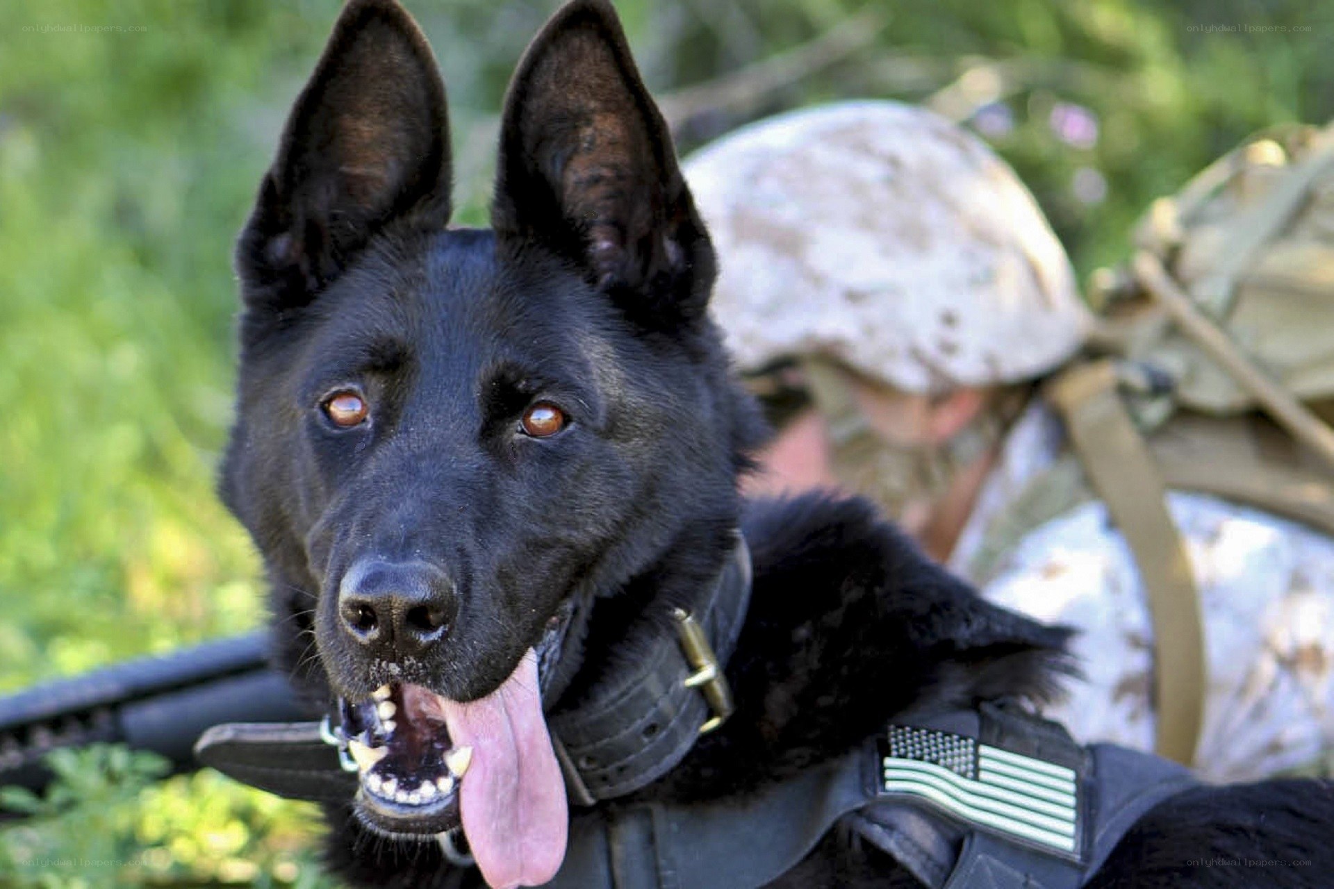 military dog with handler