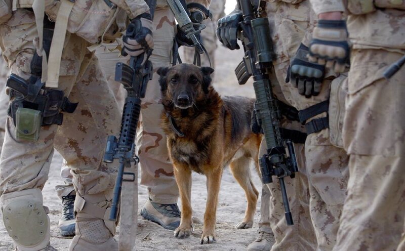 Military Dog with Soldiers