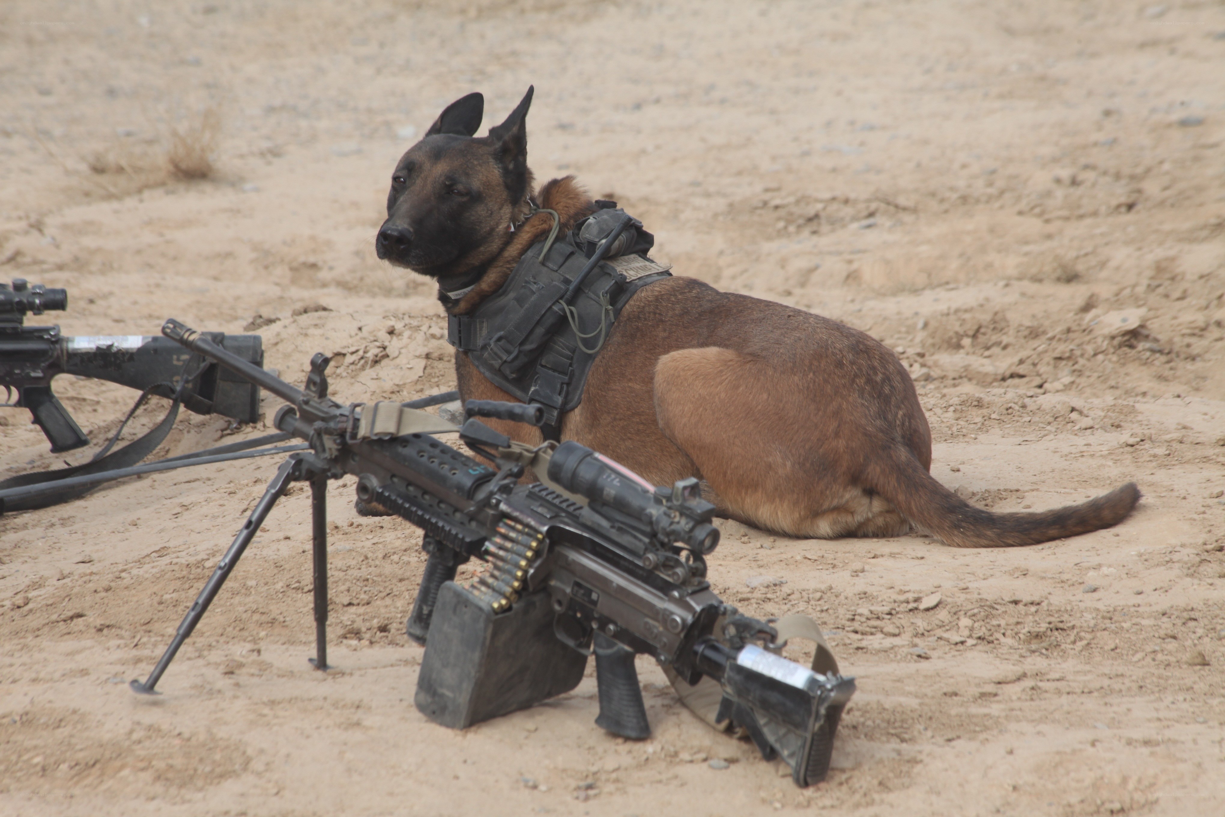military dog with weapons