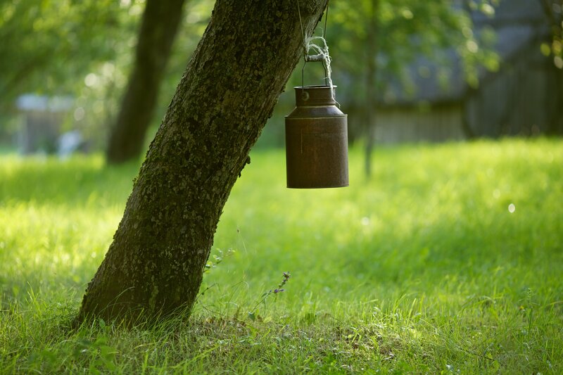 Milk can hanging from a tree