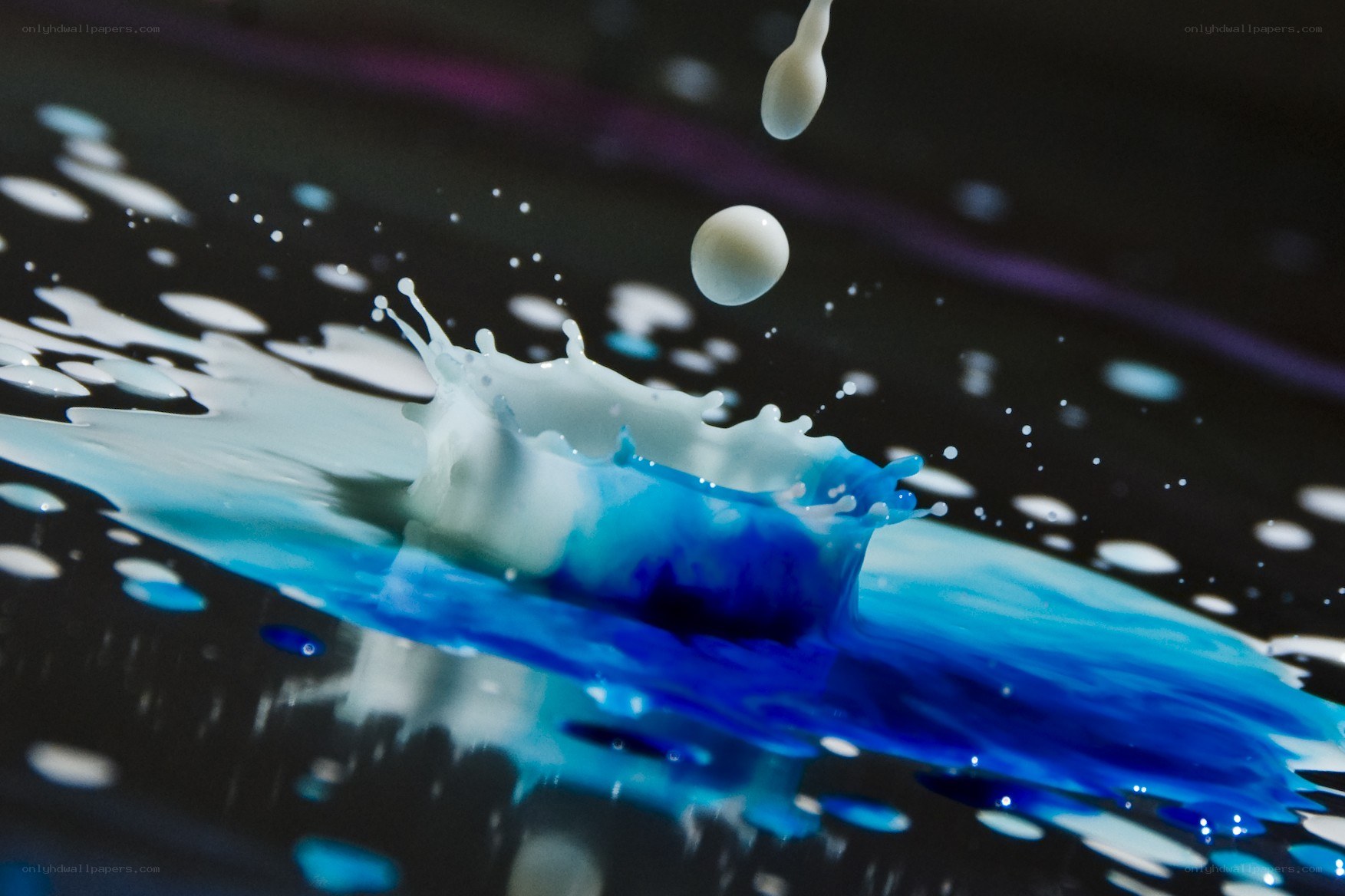 milk drop splash in blue liquid