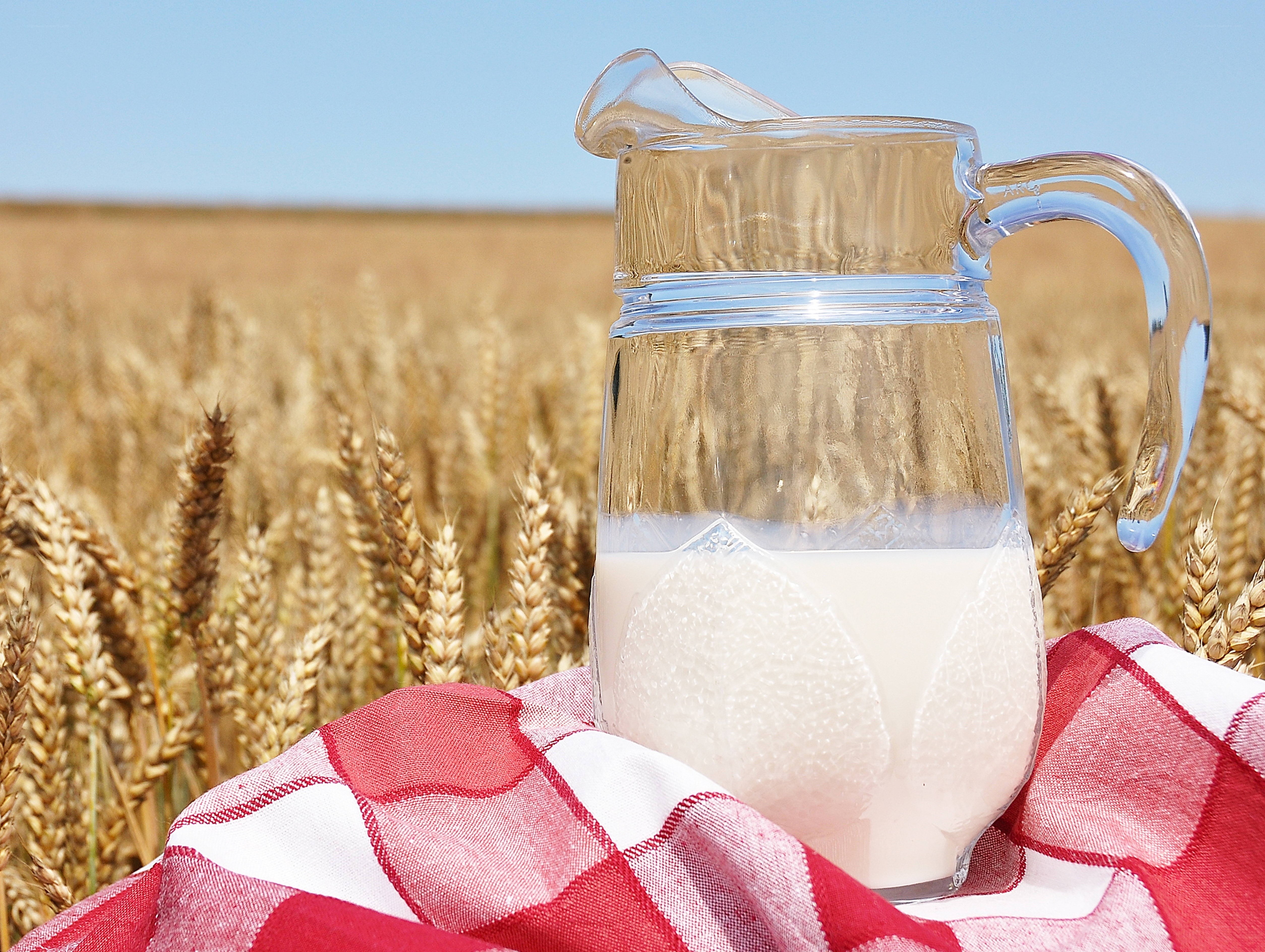 Milk pitcher in wheat field