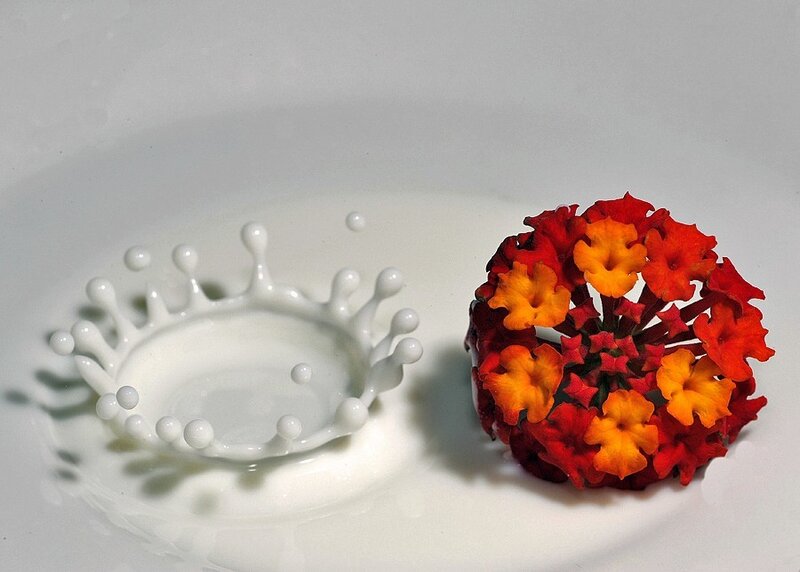 milk splash and flower cluster