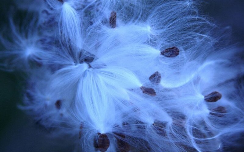 Milkweed Seed Pod — Blue