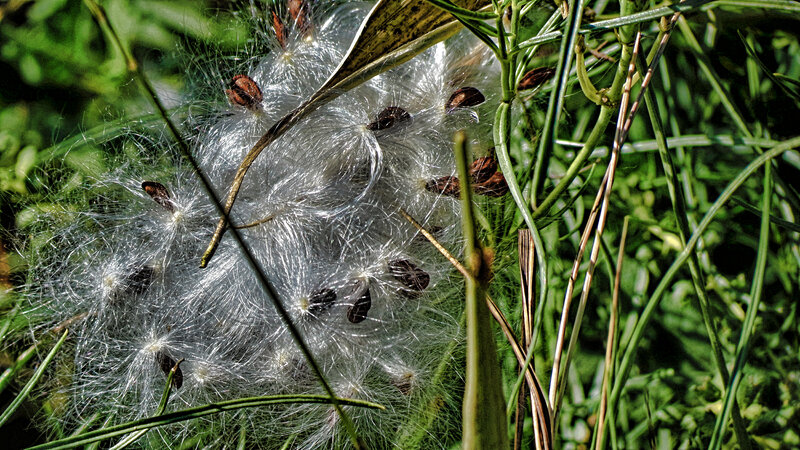 Milkweed Seed Pod — Green