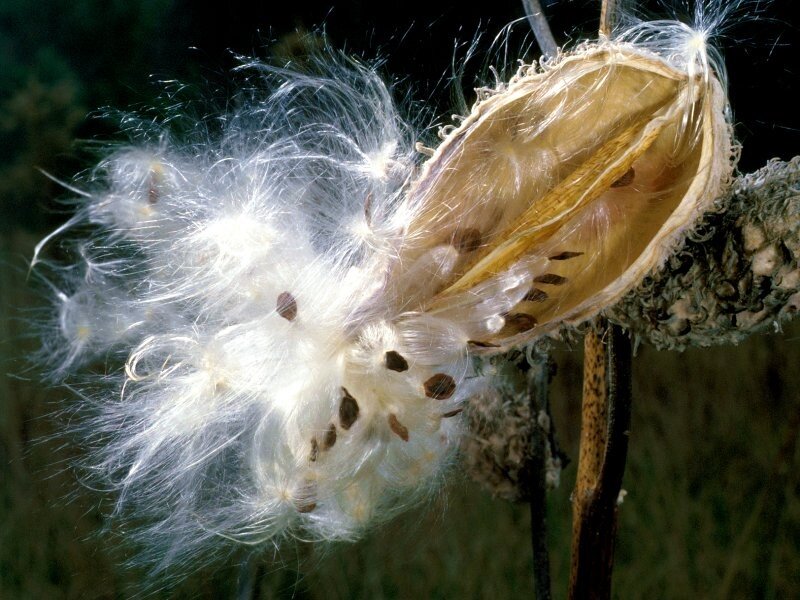 milkweed seed pod