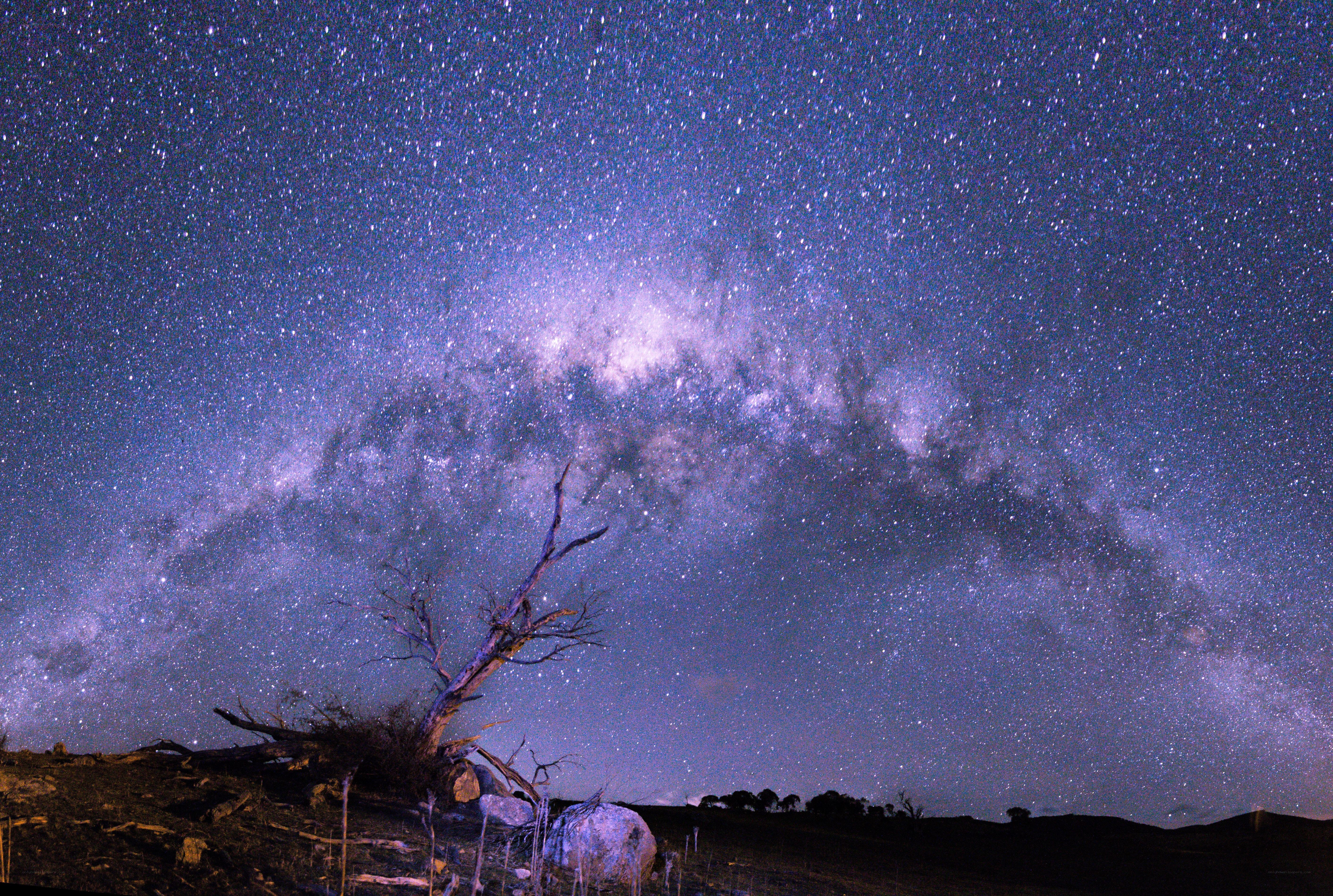 Milky Way over a dead tree