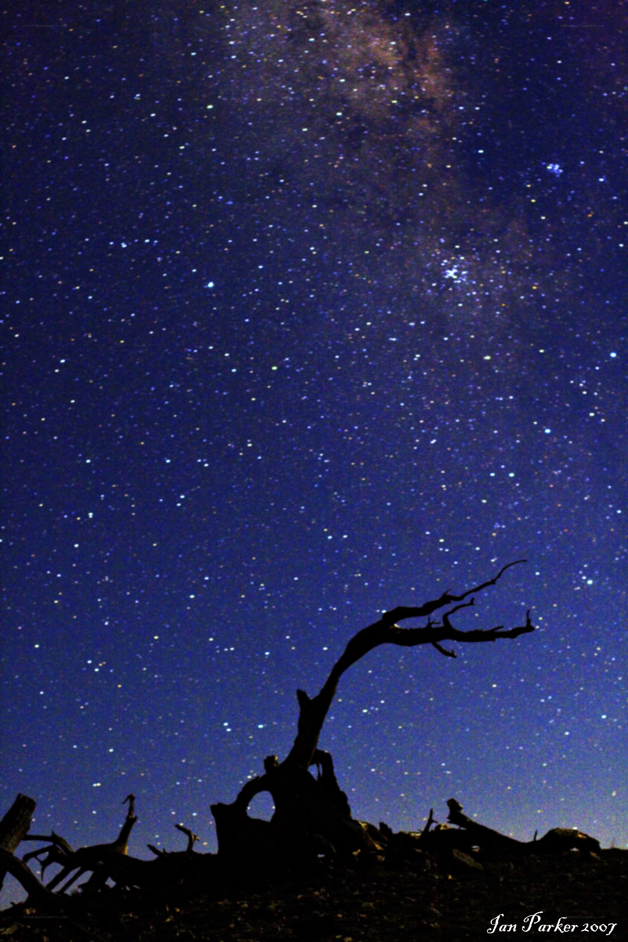Milky Way over a dead tree