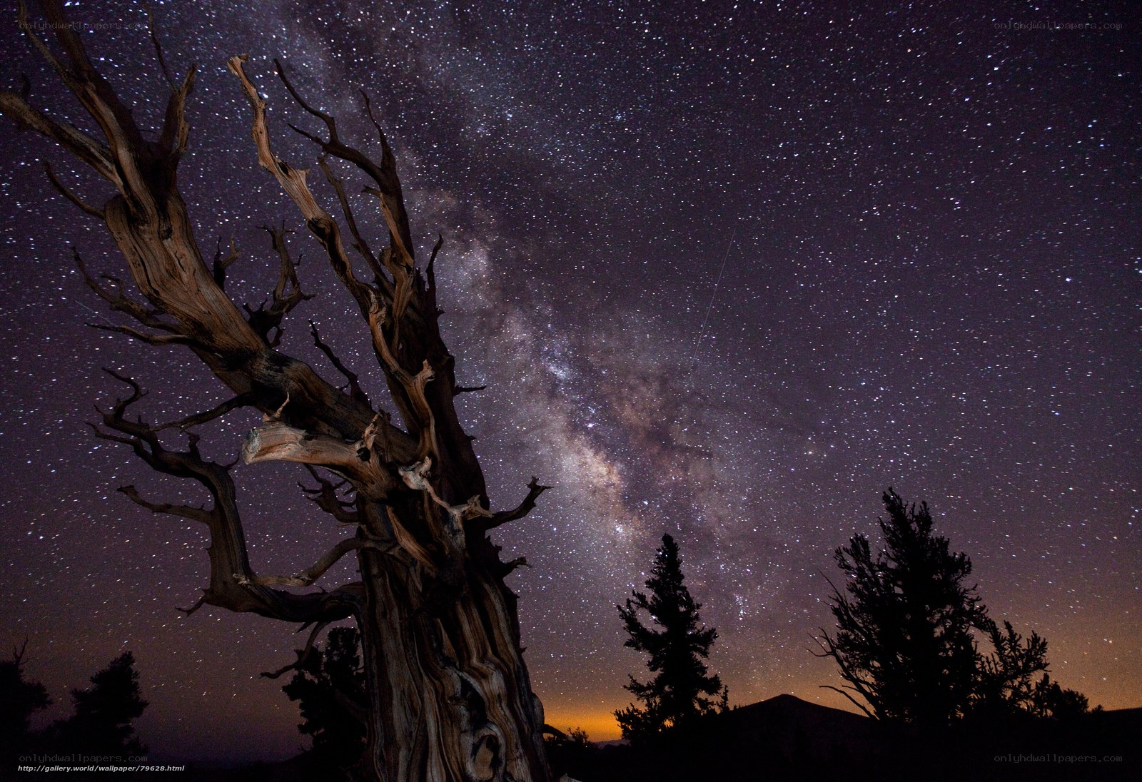 Milky Way over a dead tree