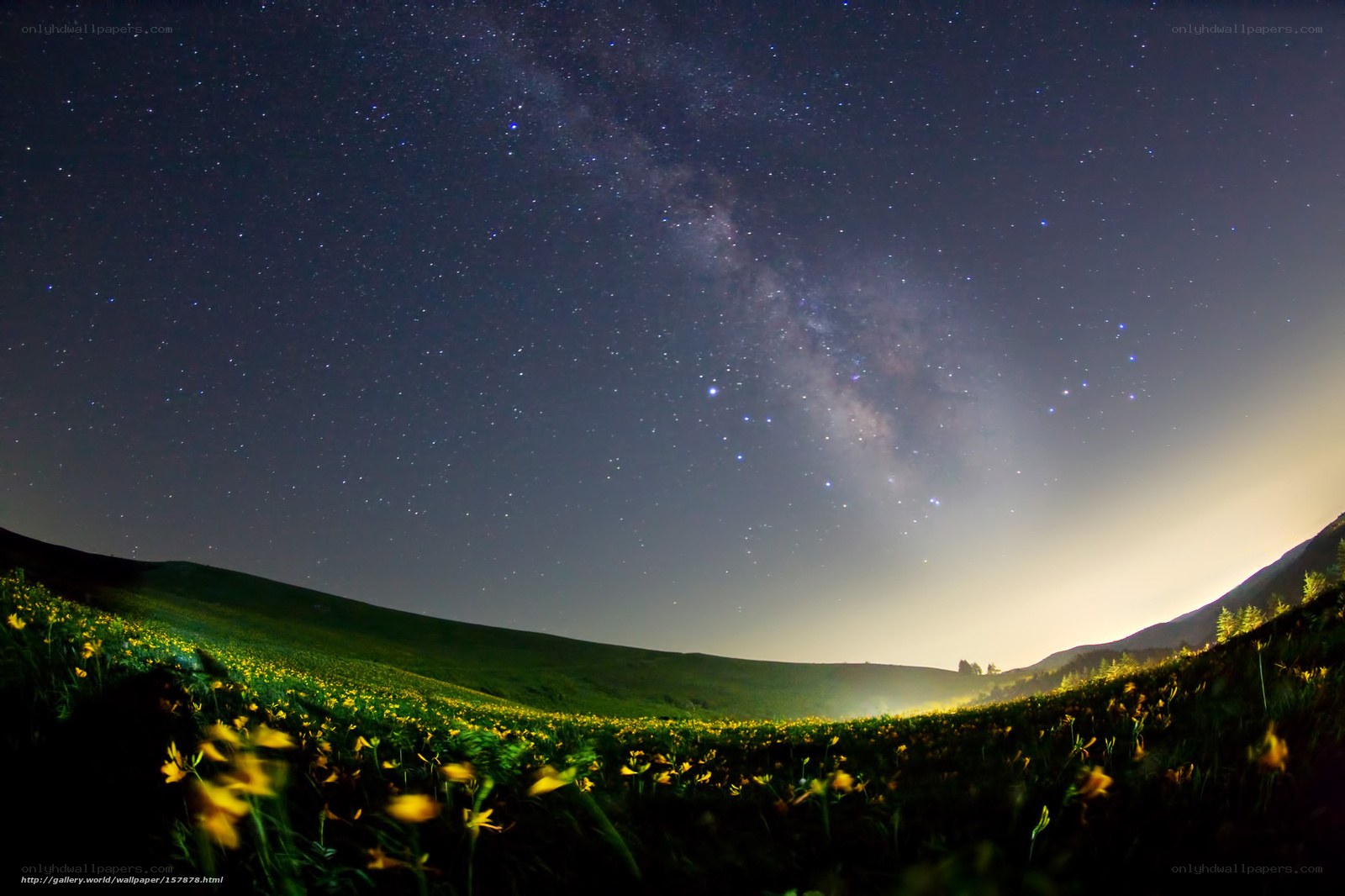 Milky Way over a flower field