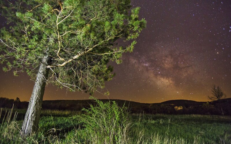 Milky Way over a lone pine tree