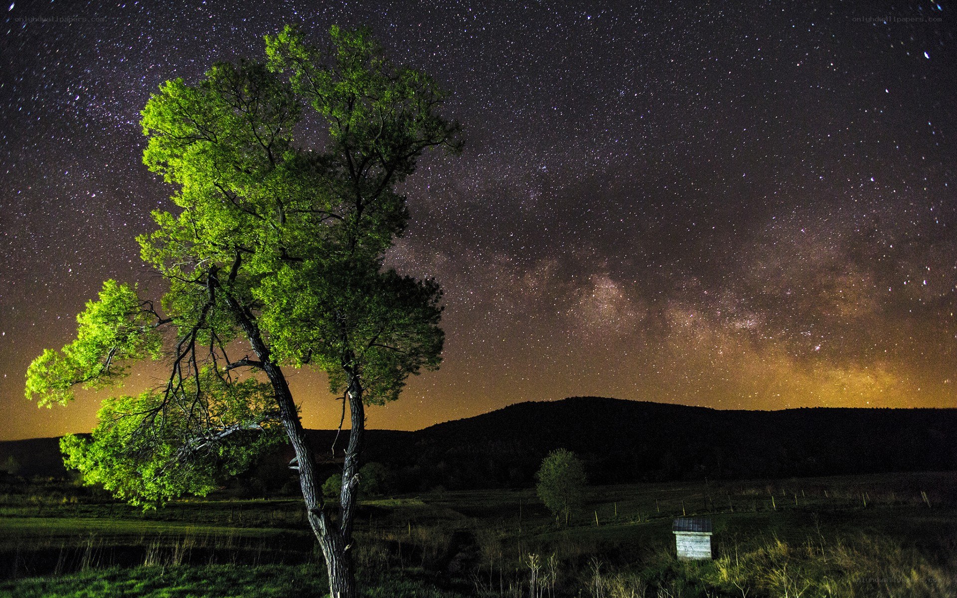 Milky Way over a lone tree