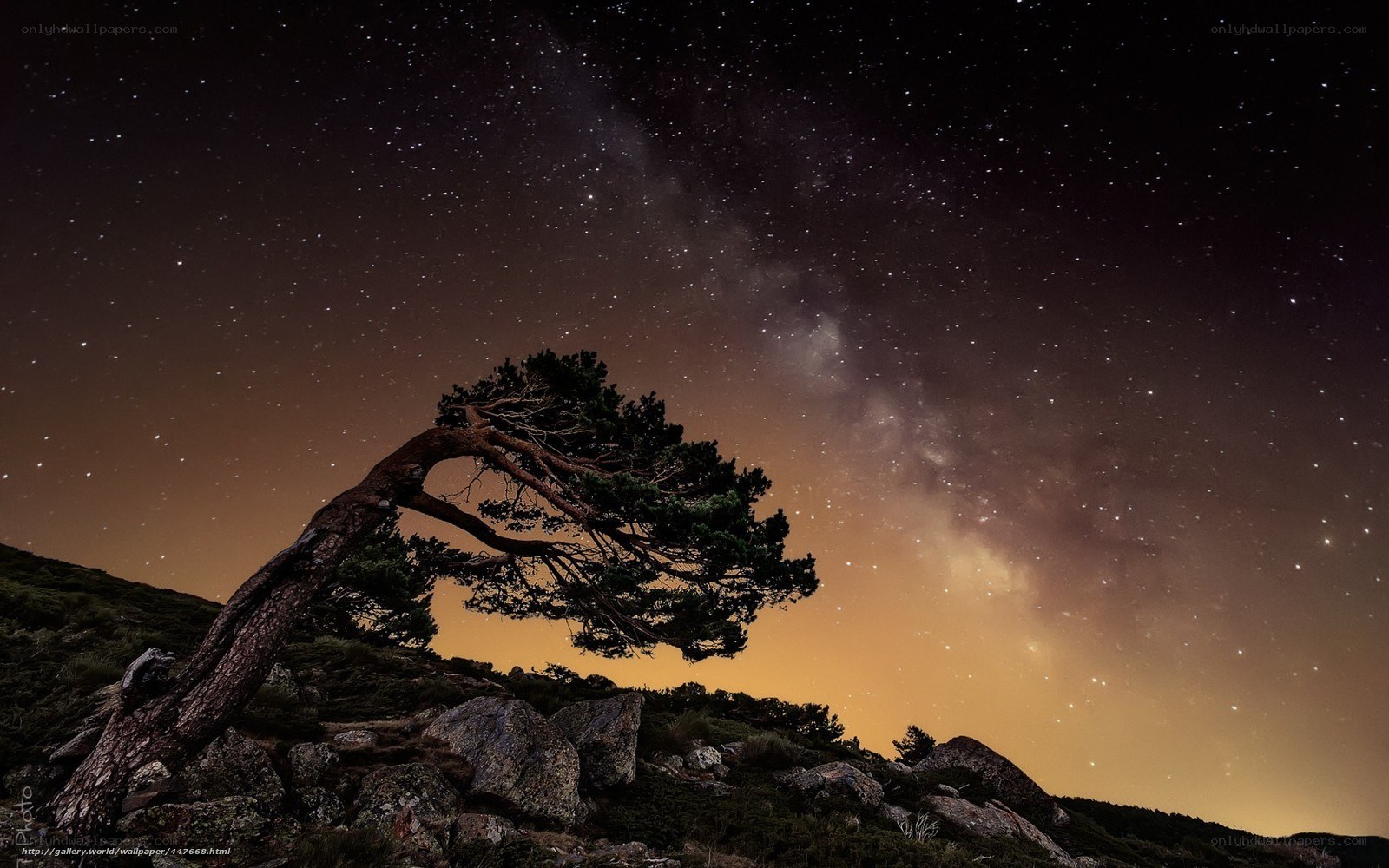 Milky Way over a lone tree