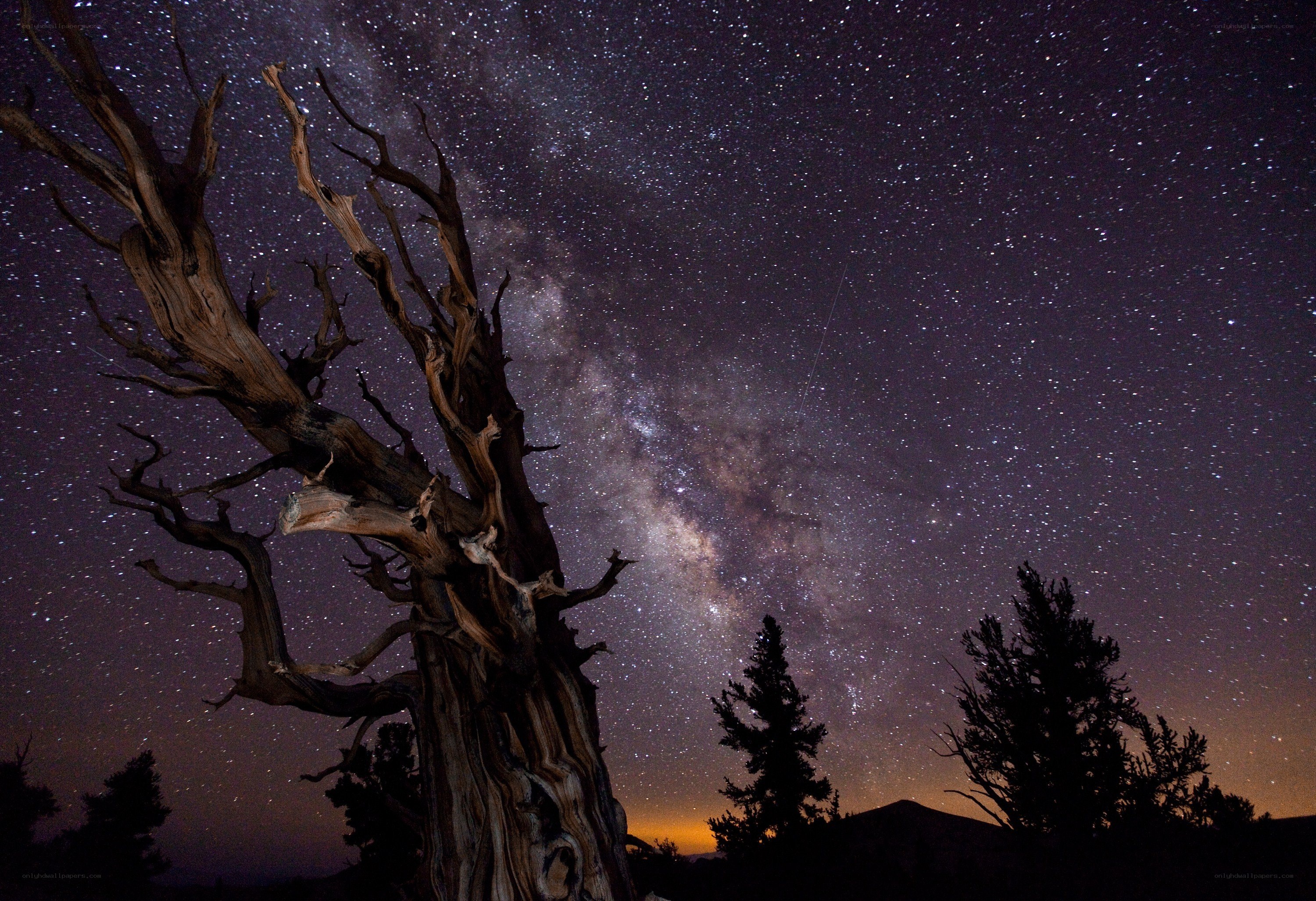 Milky Way over ancient tree