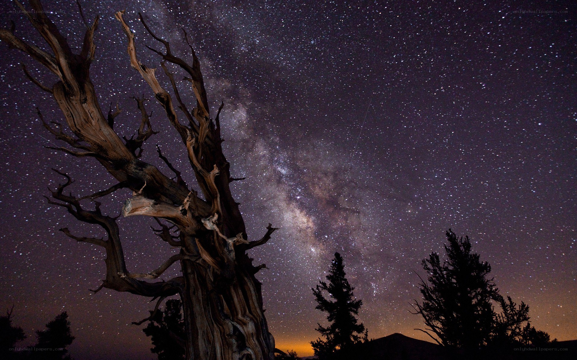 Milky Way over ancient tree