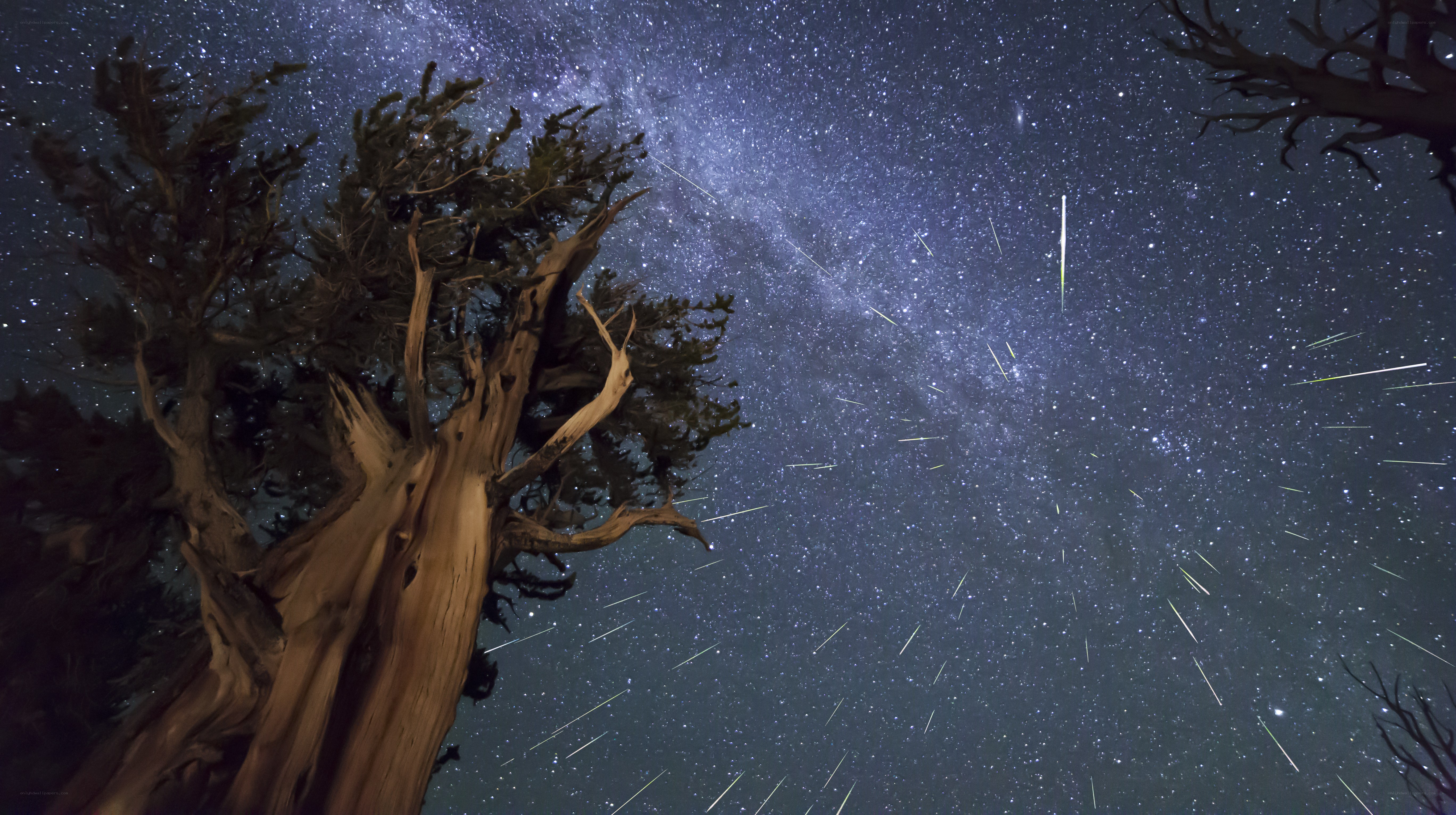 Milky Way over ancient trees
