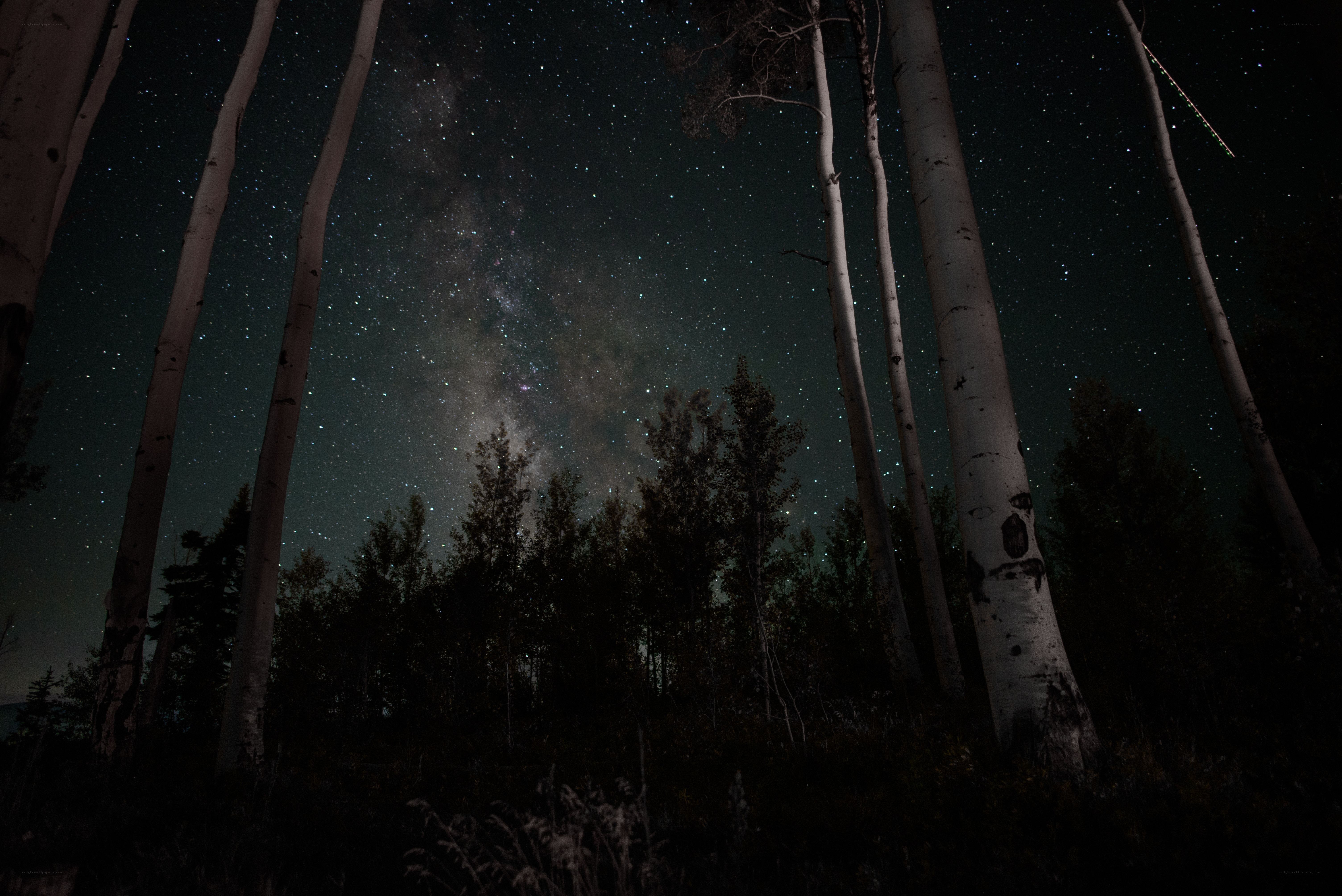Milky Way over aspen trees