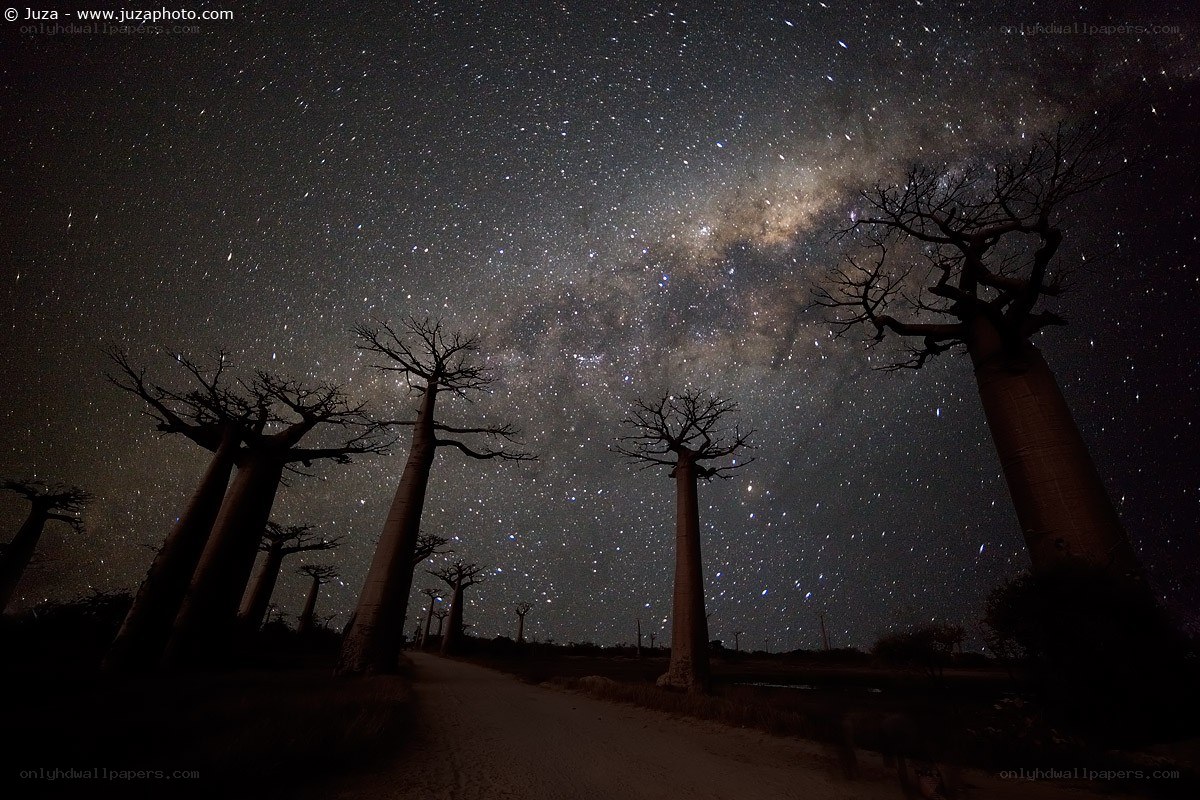 Milky Way over Baobab Trees