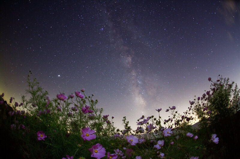 Milky Way over cosmos flowers
